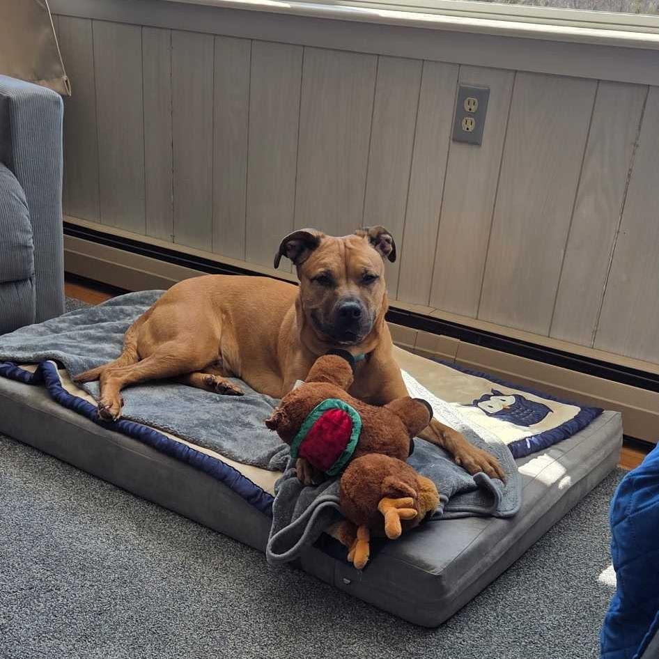 Luna, a Adoptable Mixed Breed in Dover, NH image 1/6