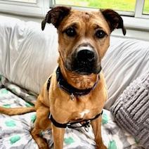 Luna, a Adoptable Mixed Breed in Dover, NH image 2/6