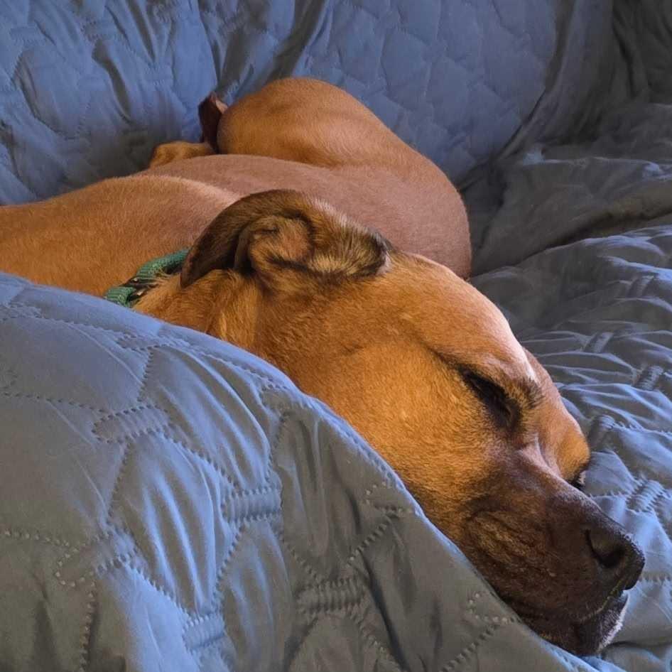 Luna, a Adoptable Mixed Breed in Dover, NH image 4/6