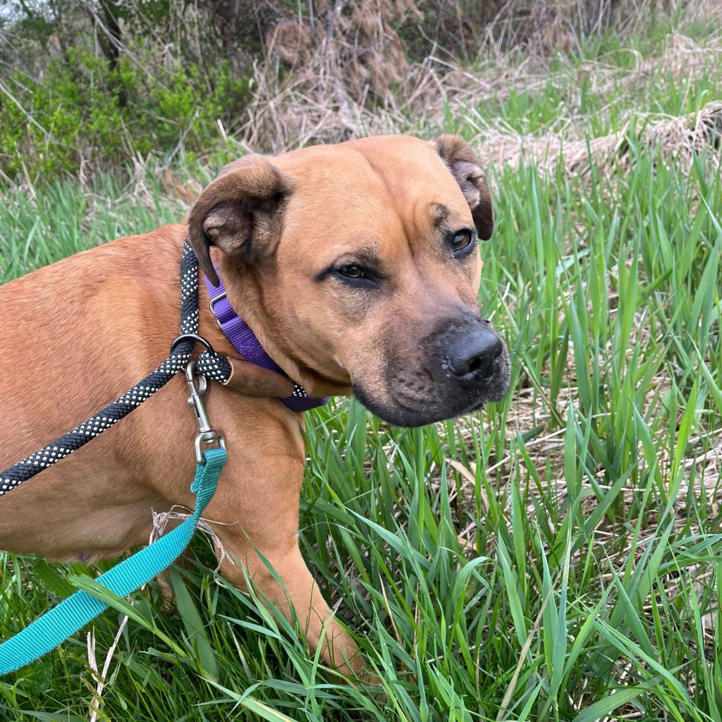 Luna, a Adoptable Mixed Breed in Dover, NH image 5/6