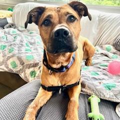 Luna, a Adoptable Mixed Breed in Dover, NH image 6/6