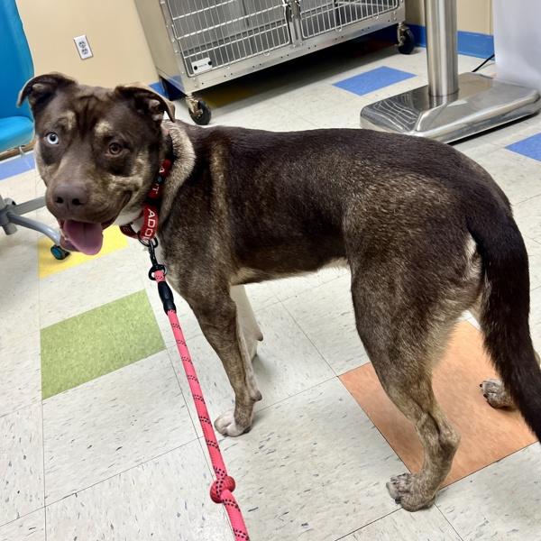 Thunder, Adoptable, Young Male Pit Bull Terrier & Siberian Husky.