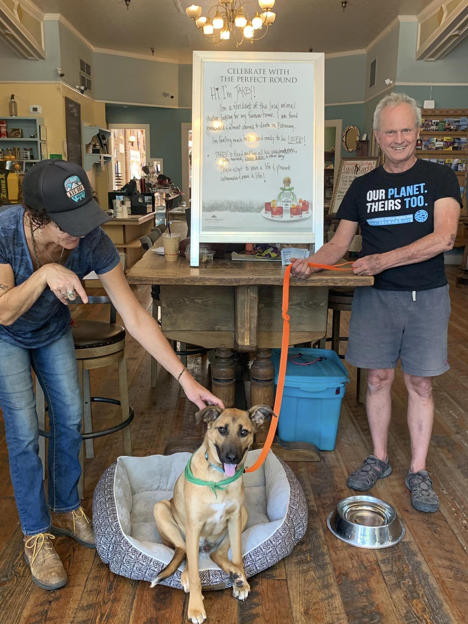 Jakey, a Adopted Hound image 2/2