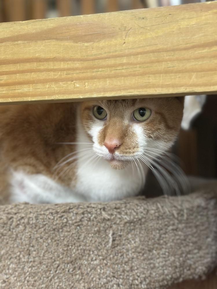 Simba, Adoptable, Adult Male Tabby.