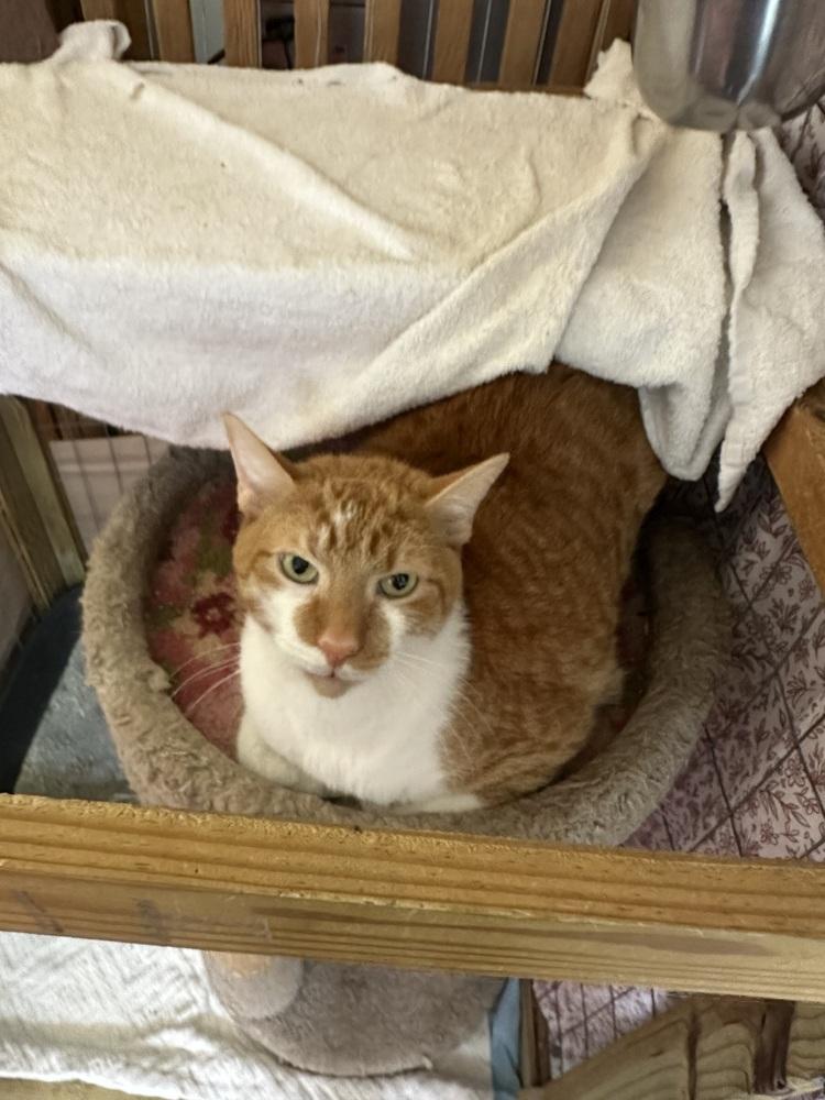 Enlarge Simba, a Adoptable Tabby in Crescent City, FL image 2/4