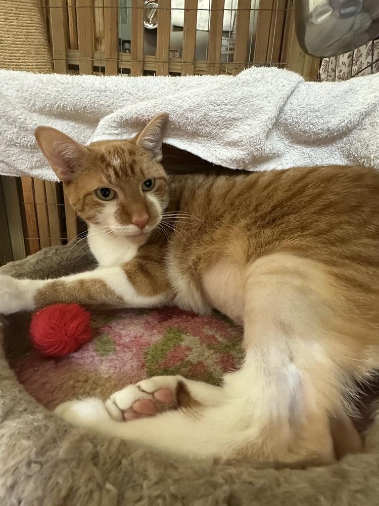 Enlarge Simba, a Adoptable Tabby in Crescent City, FL image 3/4