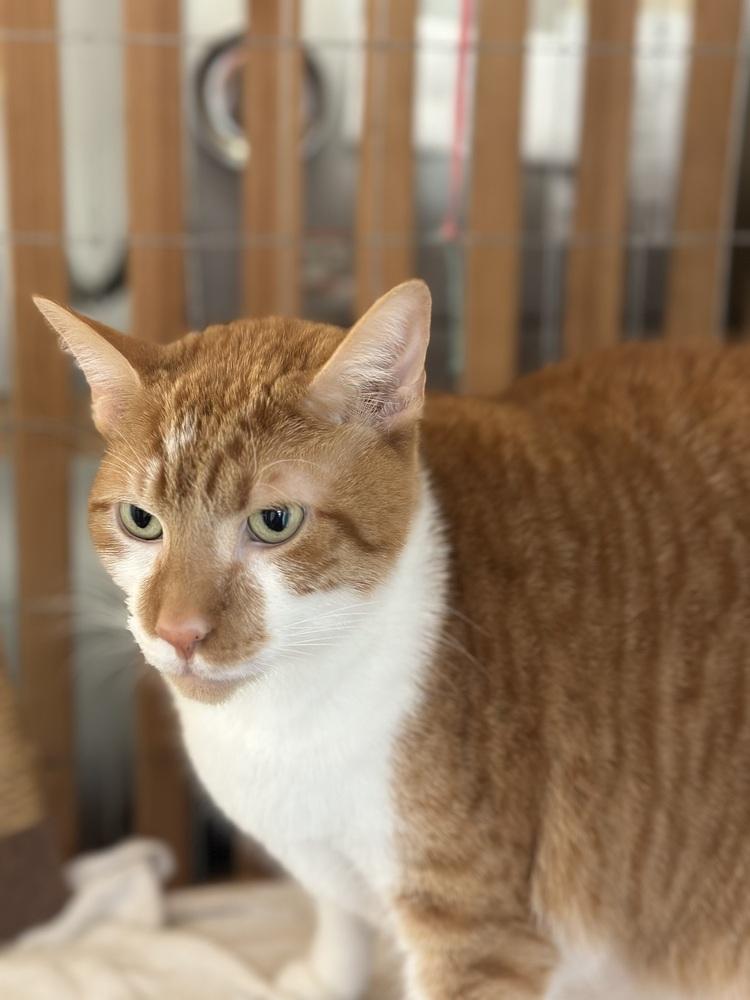 Enlarge Simba, a Adoptable Tabby in Crescent City, FL image 4/4
