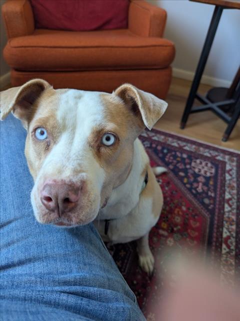 MIA, Adoptable, Adult Female Mixed Breed.