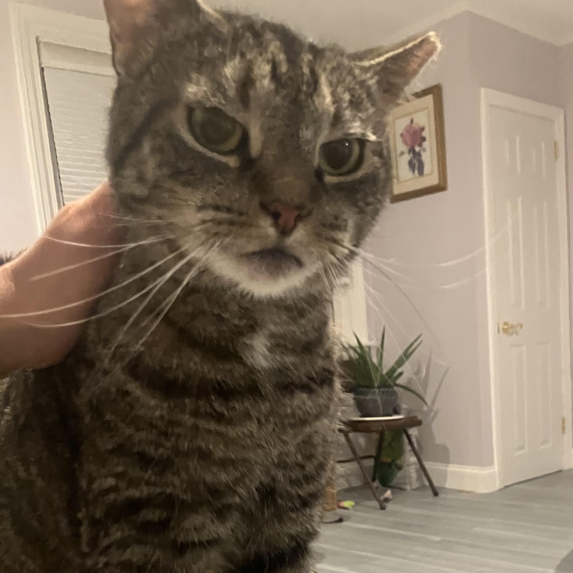 Enlarge Mia, a Adoptable Tabby in Philadelphia, PA image 3/5