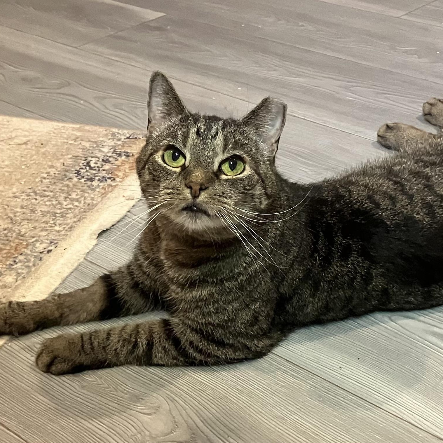 Mia, Adoptable, Adult Female Tabby.
