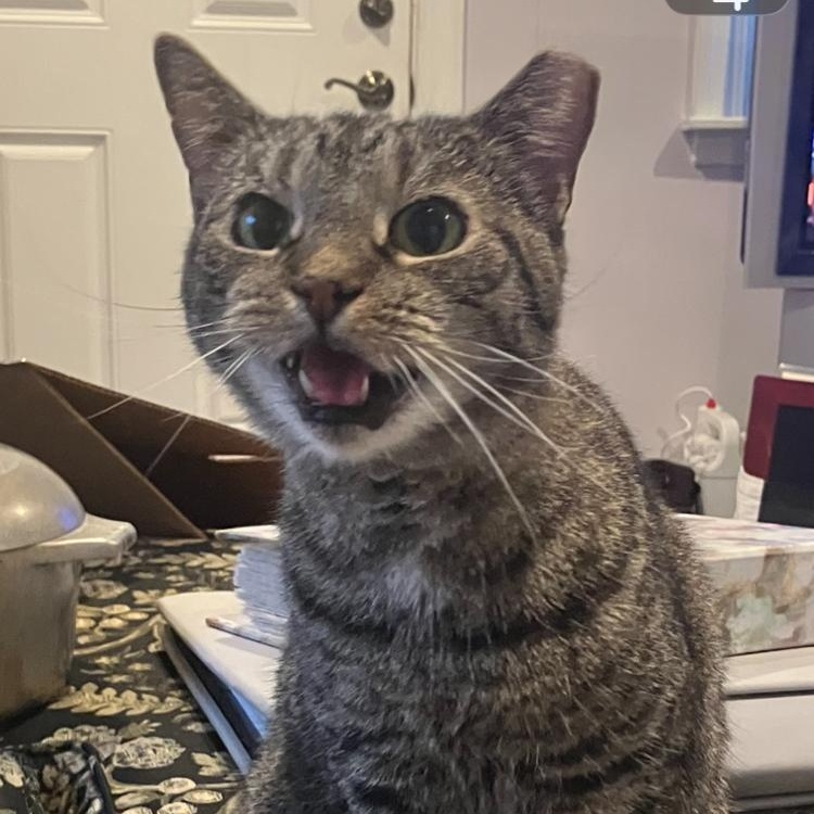 Enlarge Mia, a Adoptable Tabby in Philadelphia, PA image 2/5