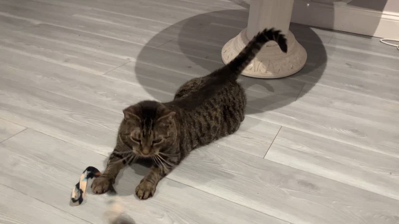 Enlarge Mia, a Adoptable Tabby in Philadelphia, PA video 4/5
