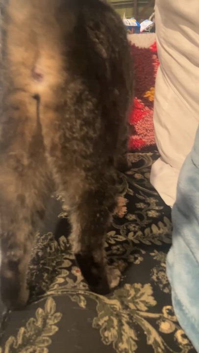 Enlarge Mia, a Adoptable Tabby in Philadelphia, PA video 5/5