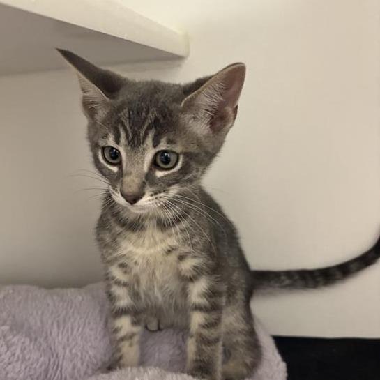 Melnick, Adoptable, Kitten Male American Shorthair.
