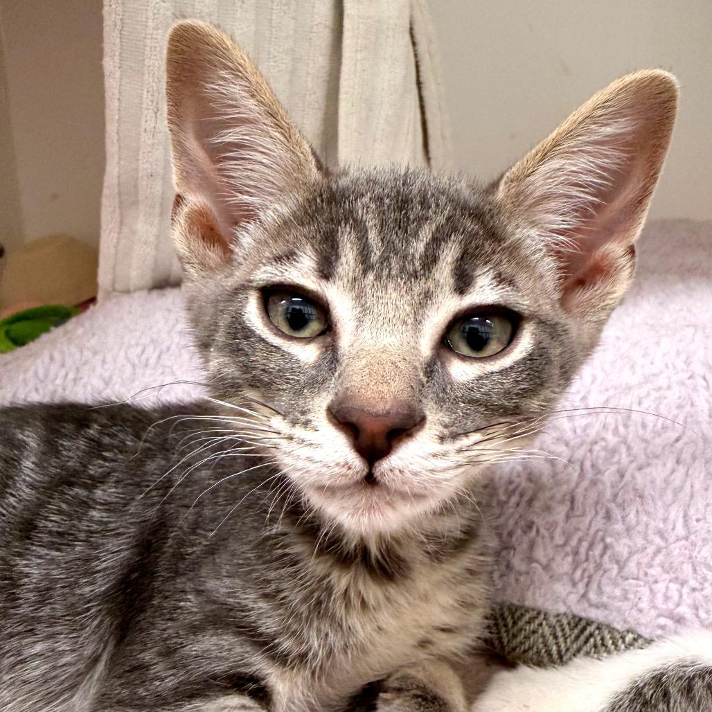 Enlarge Melnick, a Adoptable American Shorthair in Phoenix, AZ image 2/2