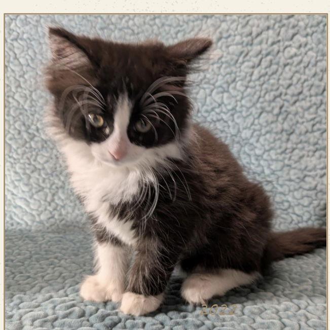 Mittens, Adopted, Kitten Male Domestic Medium Hair & Tuxedo.