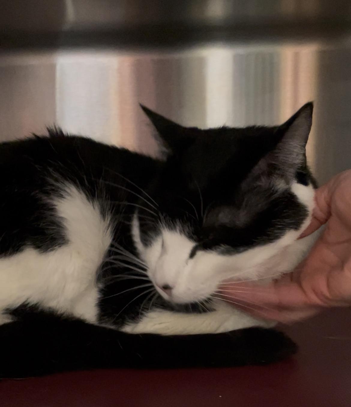 Enlarge Benji, a Adoptable Tuxedo in North Kingstown, RI image 2/5