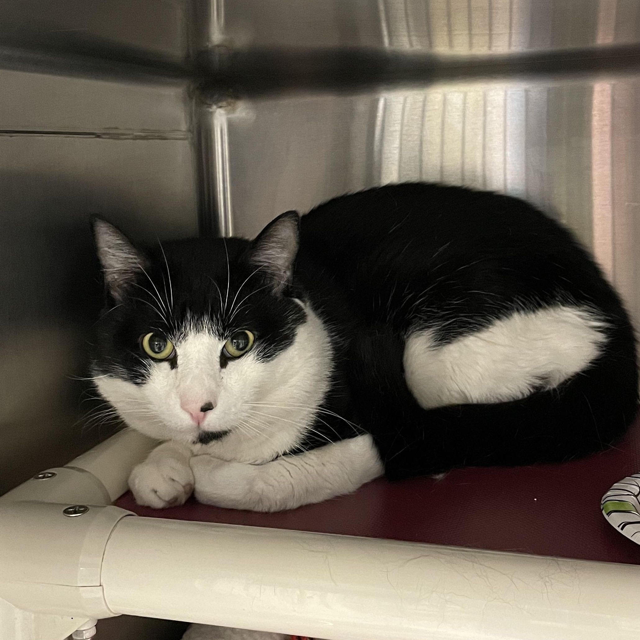 Enlarge Benji, a Adoptable Tuxedo in North Kingstown, RI image 1/5