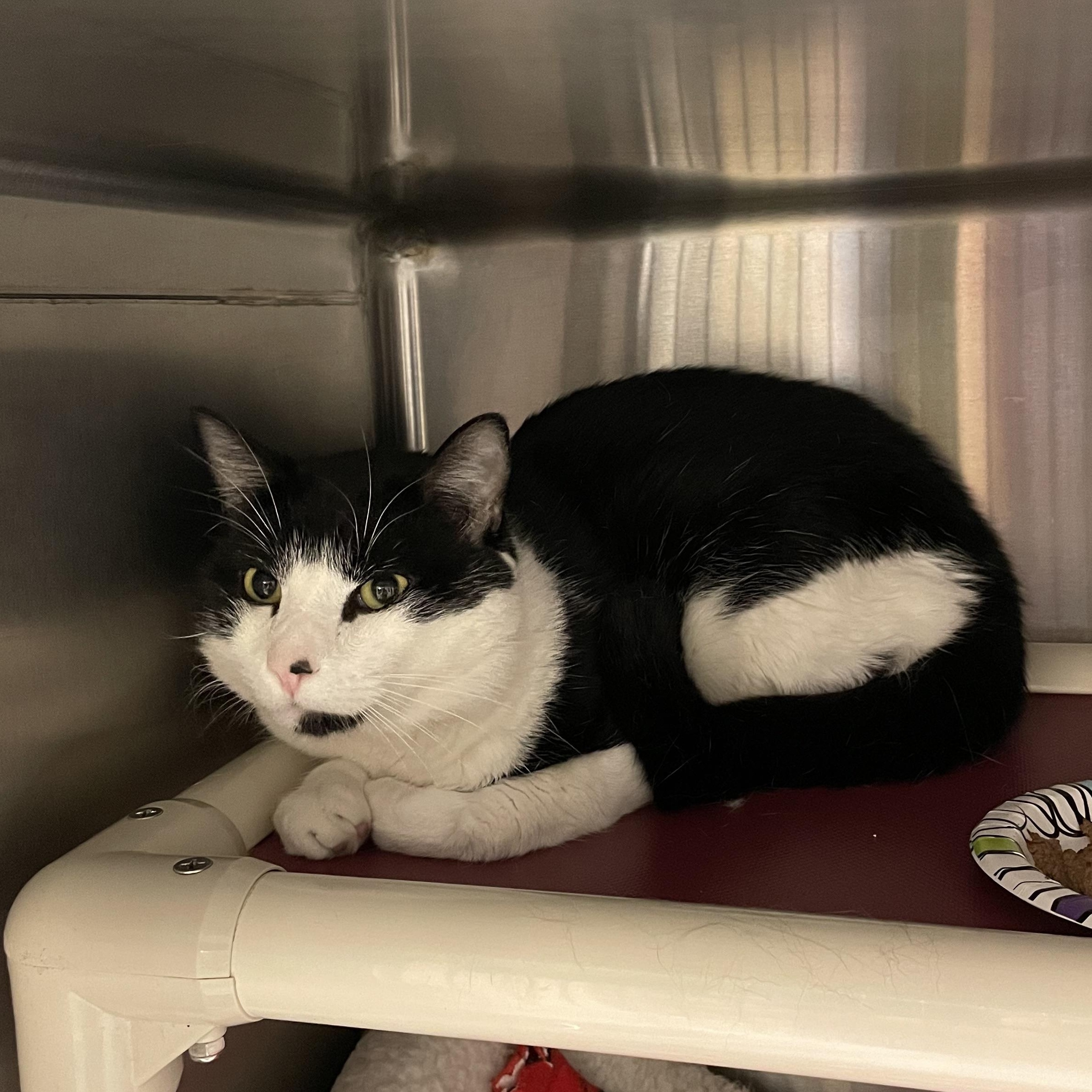 Enlarge Benji, a Adoptable Tuxedo in North Kingstown, RI image 4/5