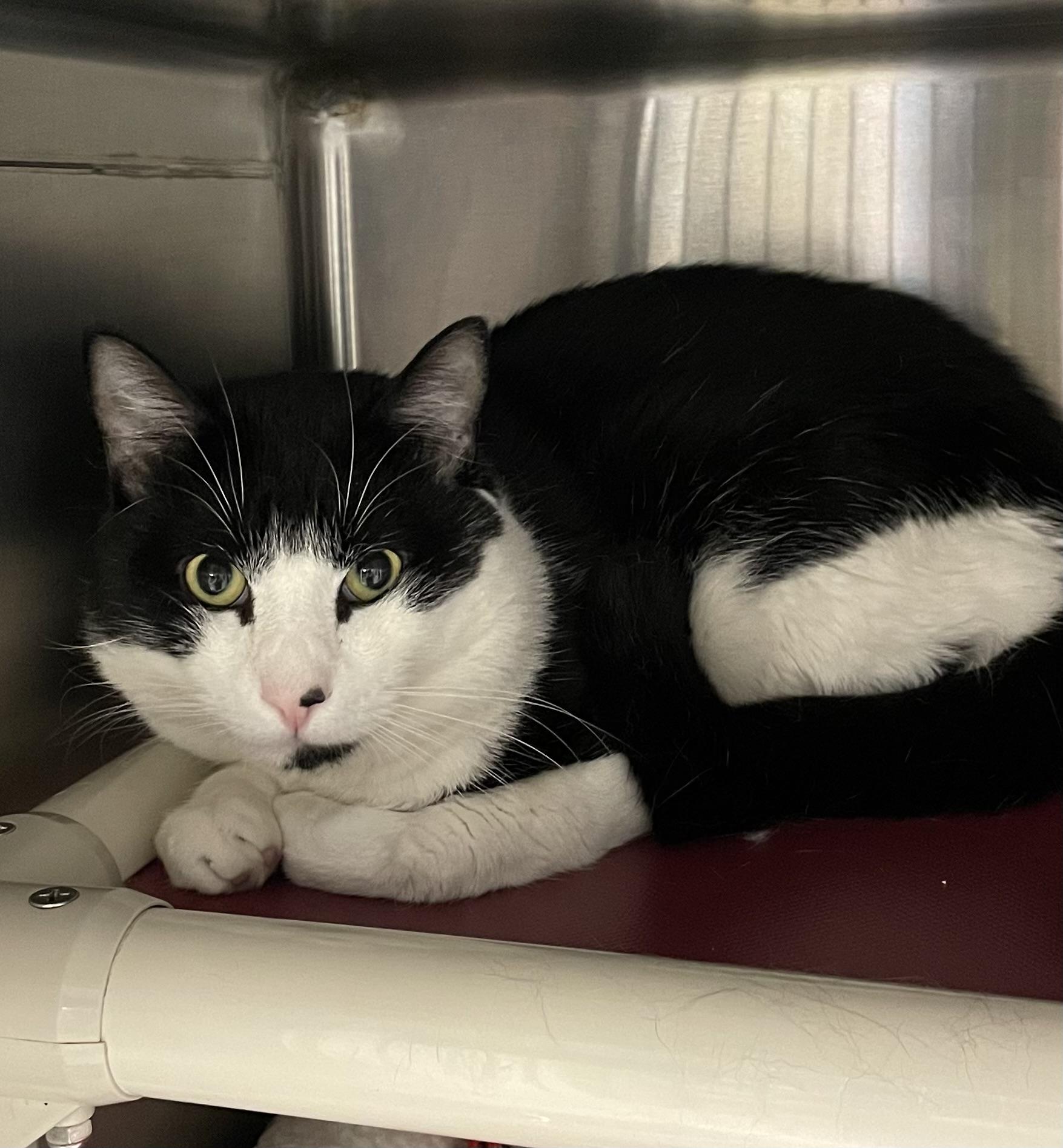 Enlarge Benji, a Adoptable Tuxedo in North Kingstown, RI image 3/5