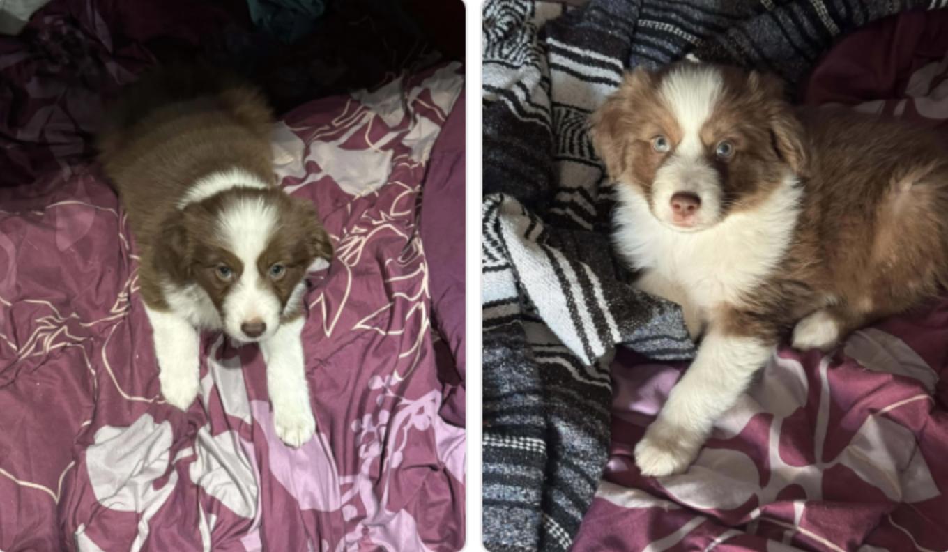 Enlarge Jeevan/Beau, a Adopted Australian Shepherd in Arlington, TX image 1/1