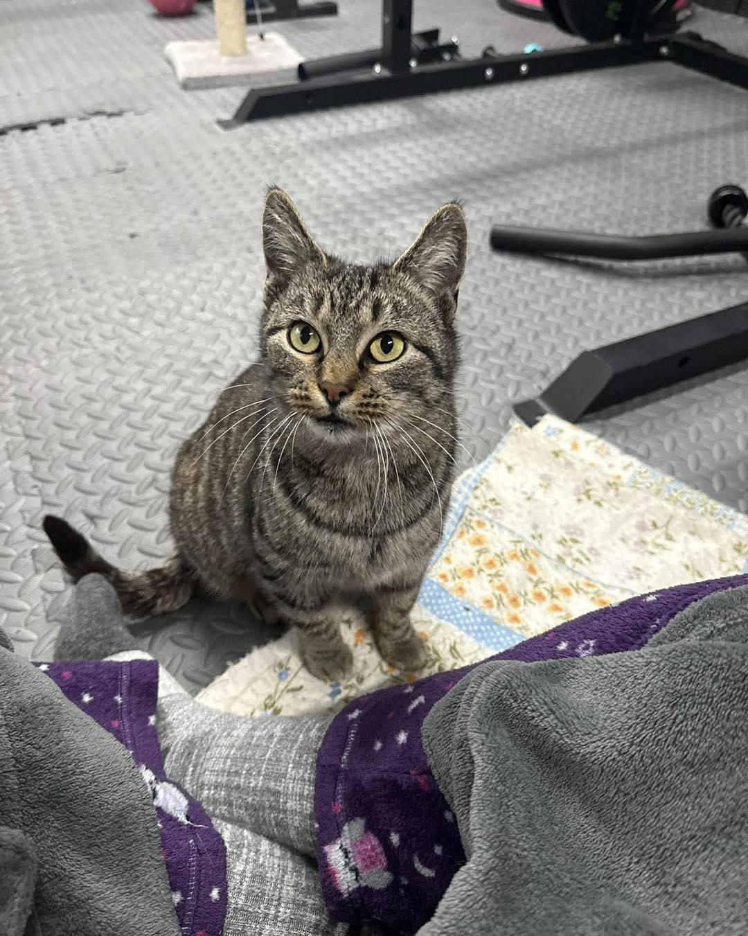 Cleo, ADOPTABLE, Adult Female Tabby.
