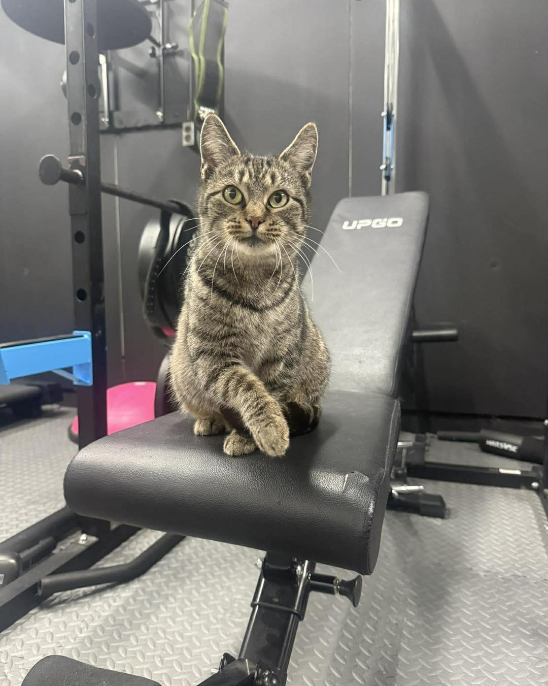 Enlarge Cleo, a ADOPTABLE Tabby in Richmond Dale, OH image 2/2