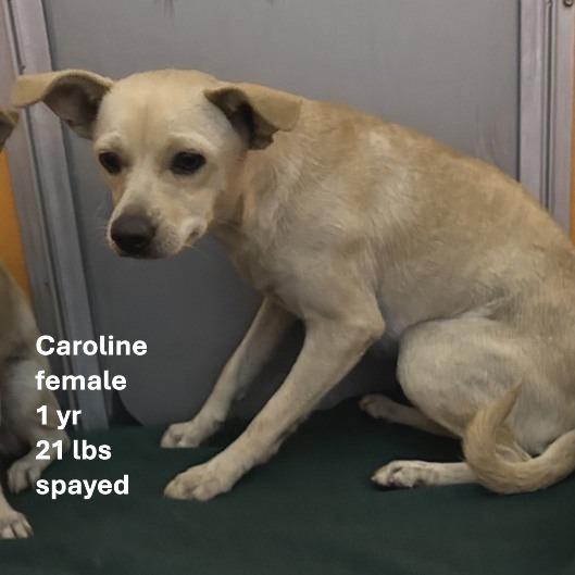 Enlarge Caroline, a Adoptable mixed breed in San Francisco, CA image 1/2