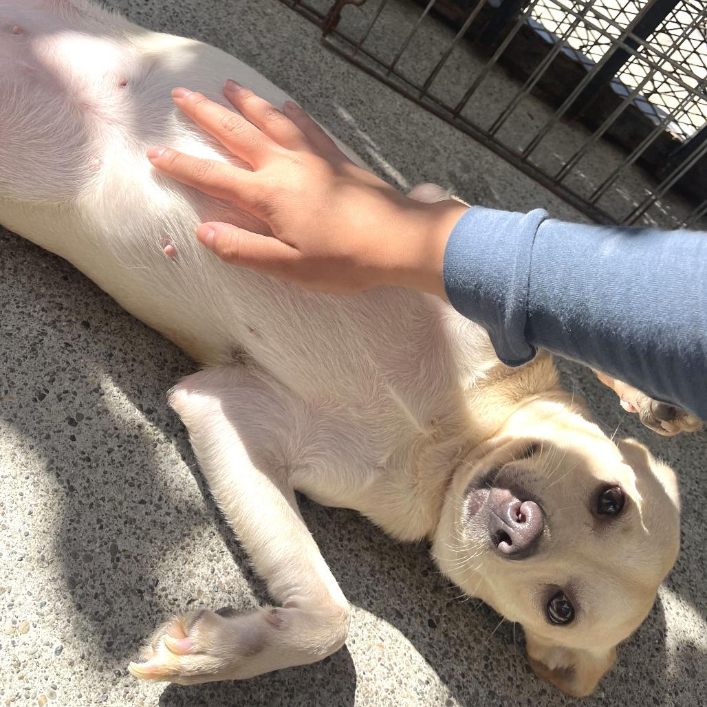 Enlarge Caroline, a Adoptable mixed breed in San Francisco, CA image 2/2