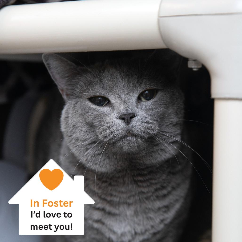 Luca, a Adoptable Domestic Short Hair in Salt Lake City, UT image 1/3