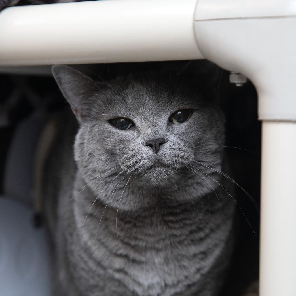 Luca, a Adoptable Domestic Short Hair in Salt Lake City, UT image 2/3