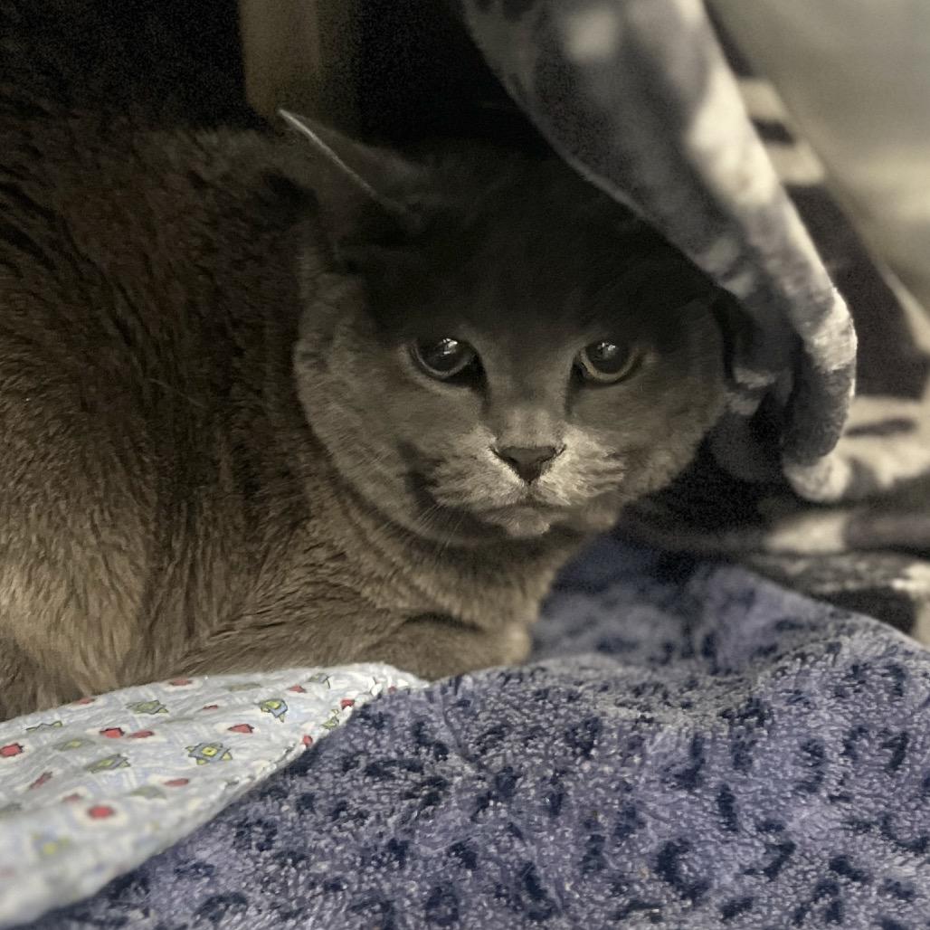 Luca, a Adoptable Domestic Short Hair in Salt Lake City, UT image 3/3