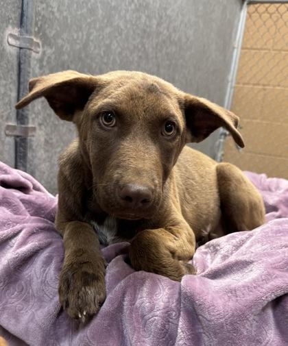 Wednesday, Adoptable, Young Female Pit Bull Terrier & Mixed Breed.