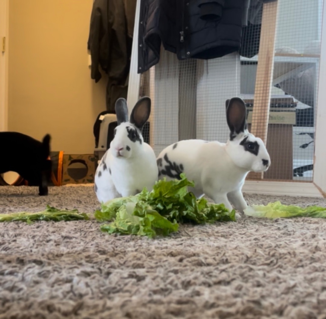 Enlarge Penny, a Adopted Mini Rex in St. Charles, IL image 2/6