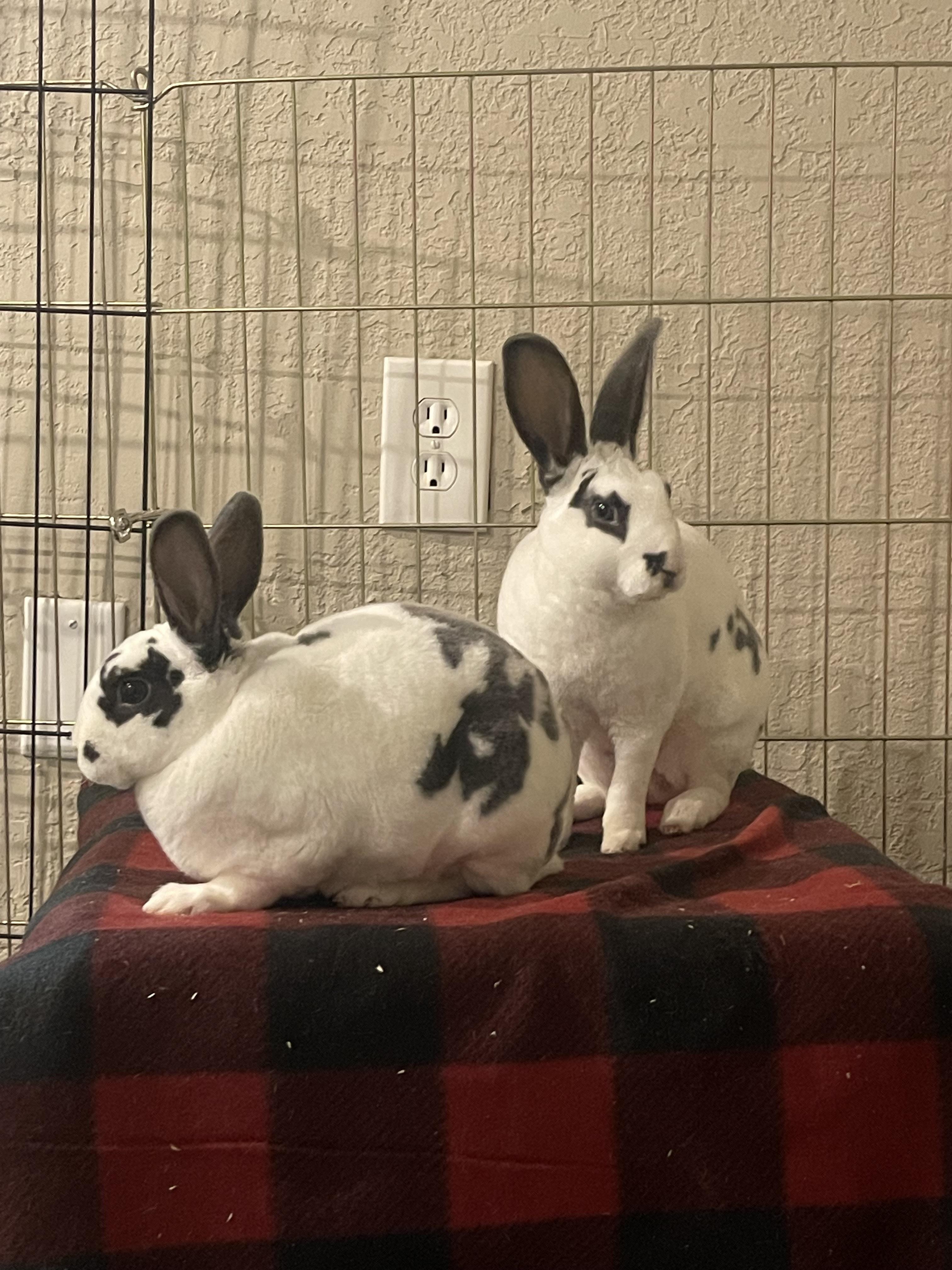 Enlarge Penny, a Adopted Mini Rex in St. Charles, IL image 1/6