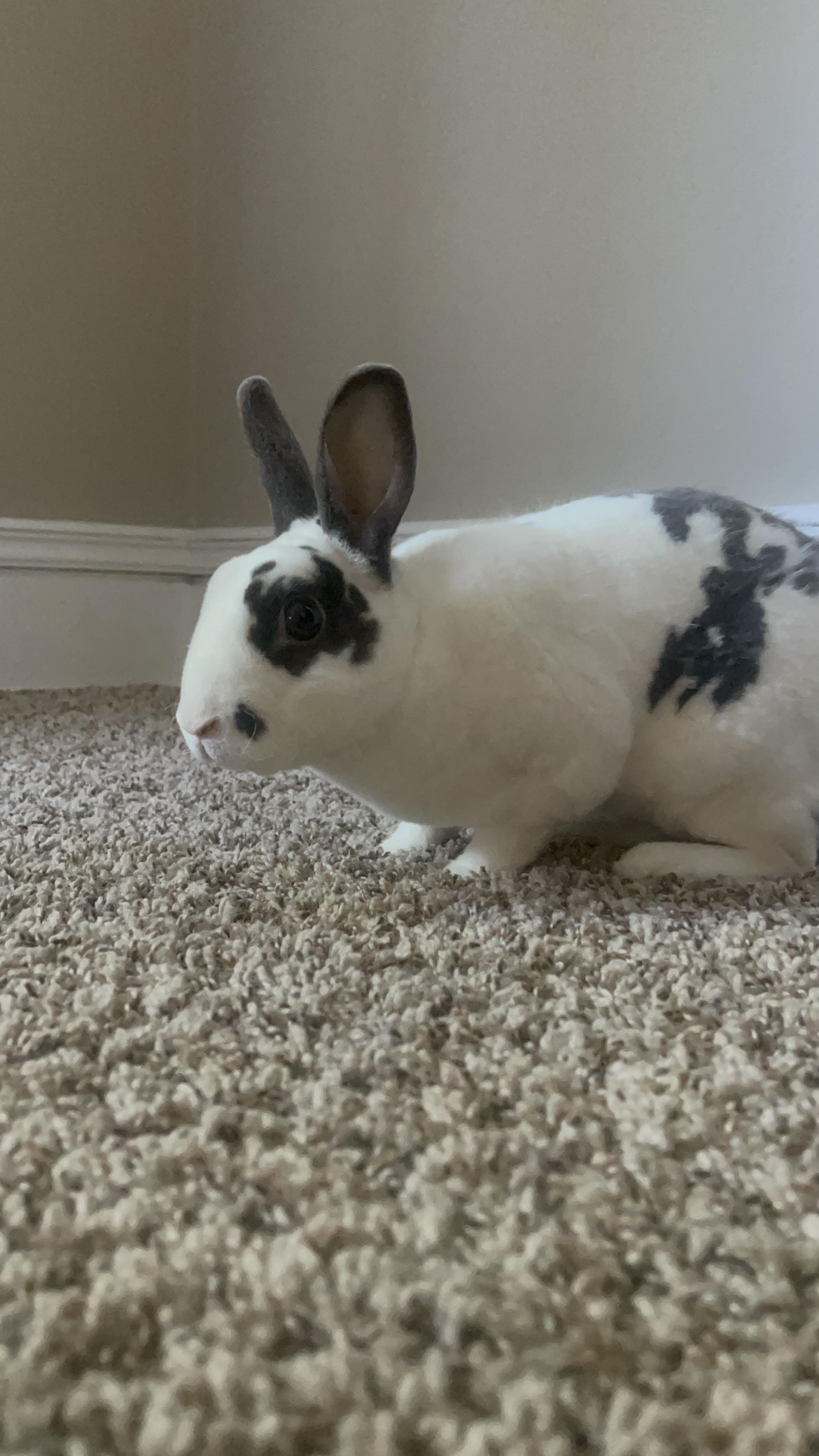 Enlarge Penny, a Adopted Mini Rex in St. Charles, IL image 3/6