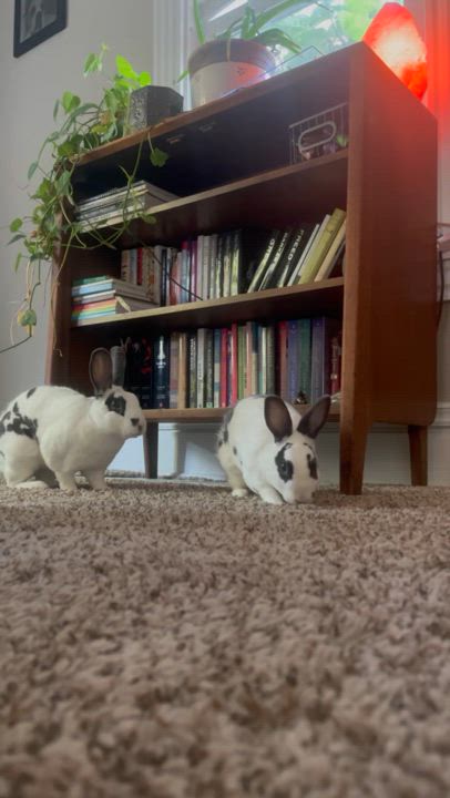 Enlarge Penny, a Adopted Mini Rex in St. Charles, IL video 6/6