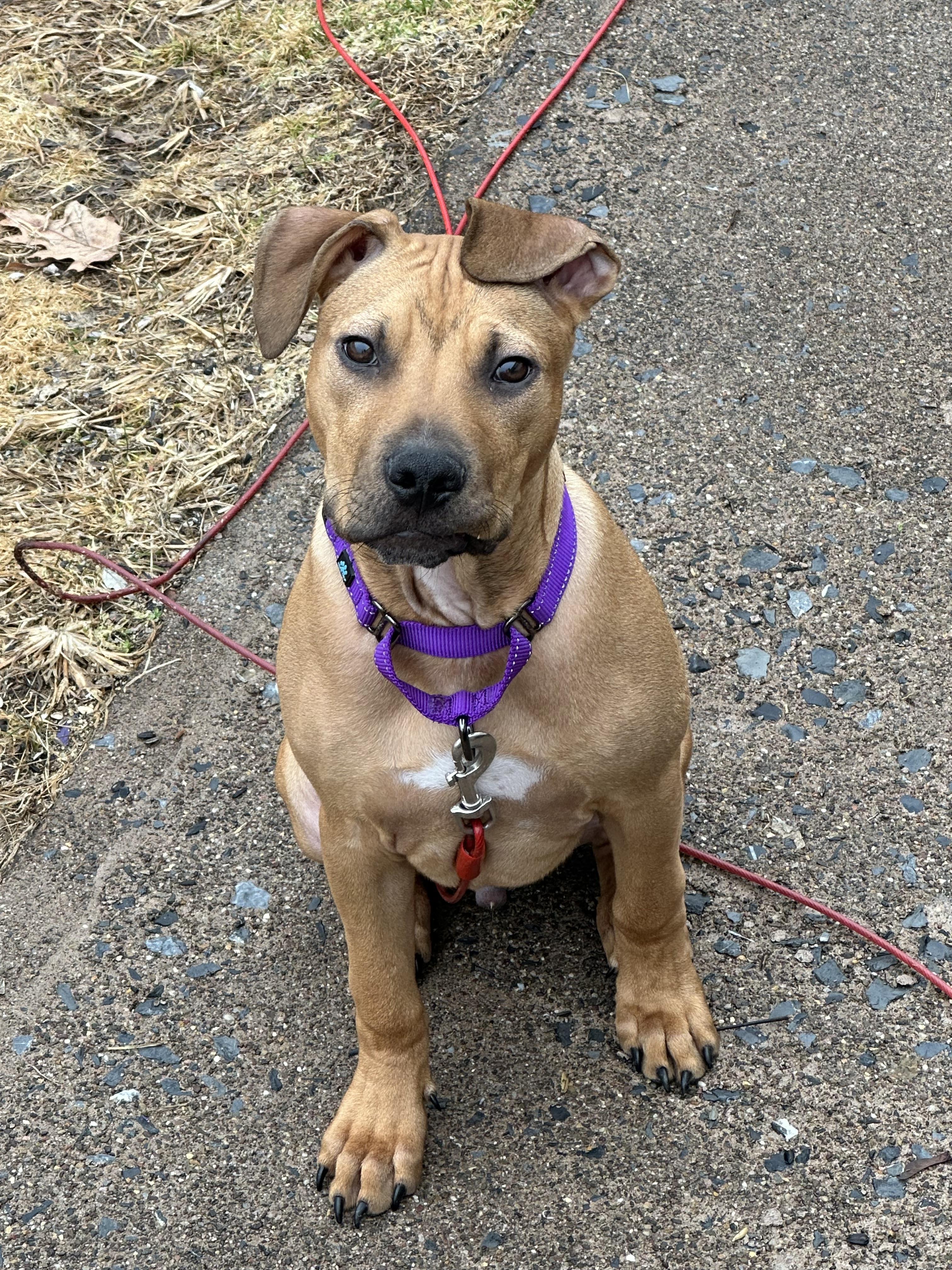 Enlarge Curry , a ADOPTABLE mixed breed in Elizabethtown, PA image 6/6