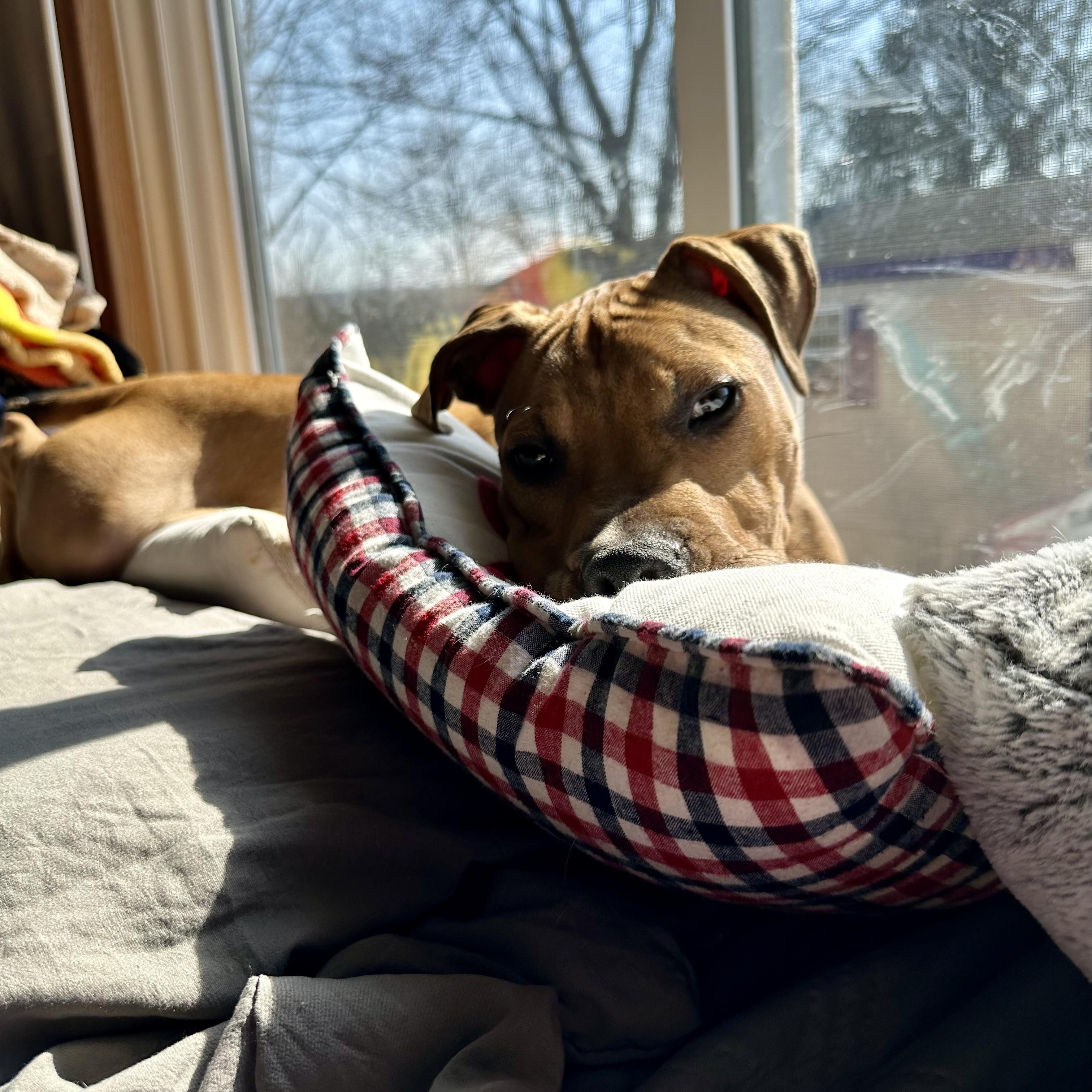 Enlarge Curry , a ADOPTABLE mixed breed in Elizabethtown, PA image 3/6