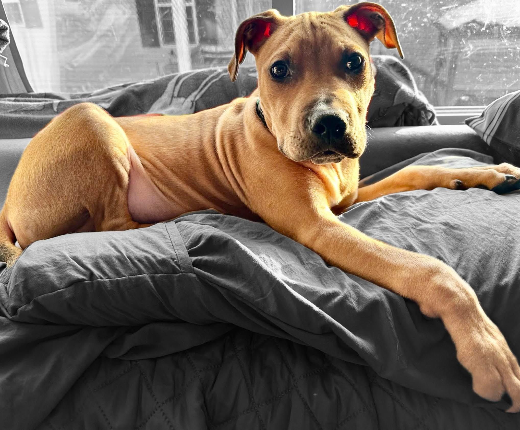 Enlarge Curry , a ADOPTABLE mixed breed in Elizabethtown, PA image 1/6