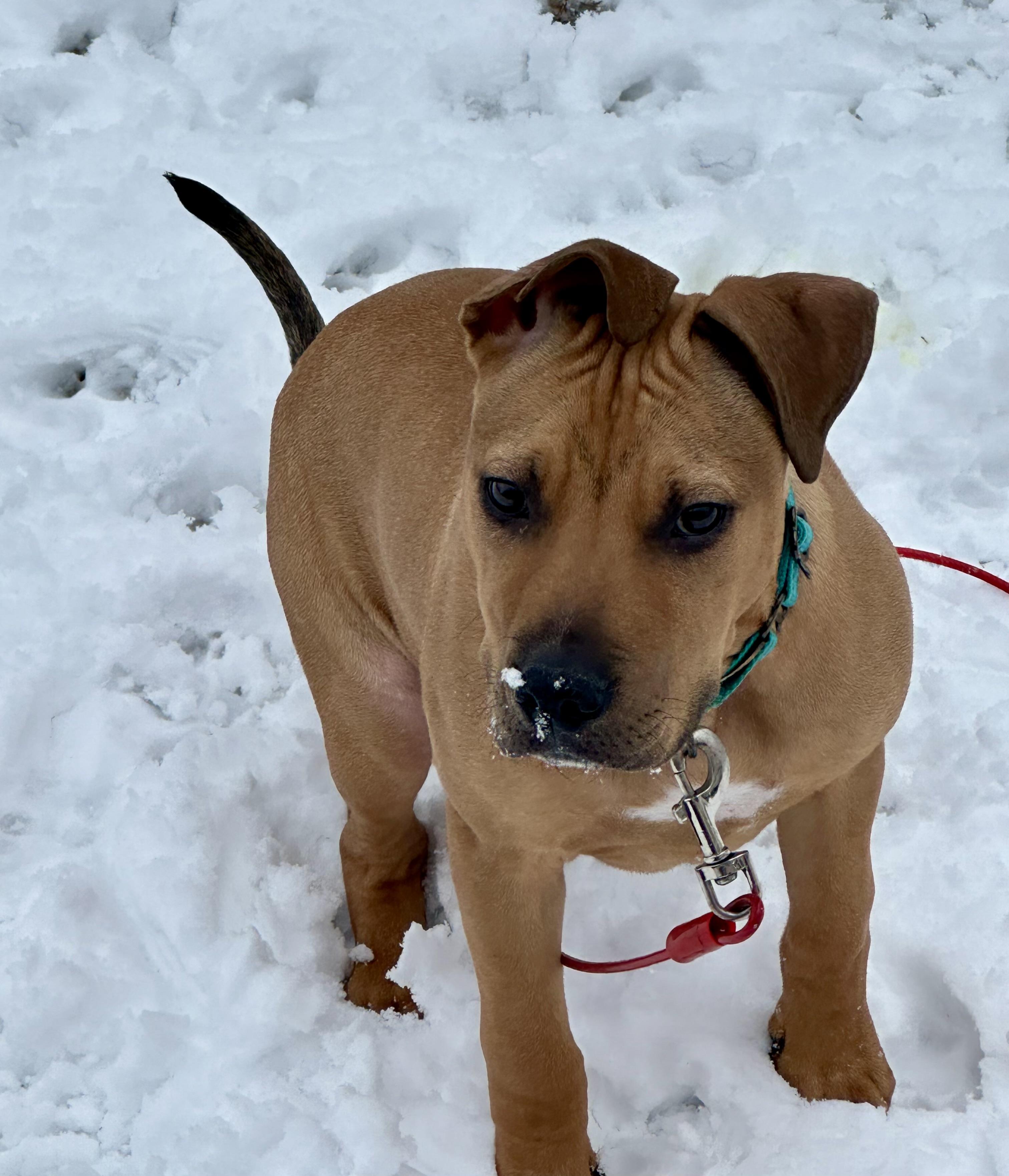 Enlarge Curry , a ADOPTABLE mixed breed in Elizabethtown, PA image 4/6