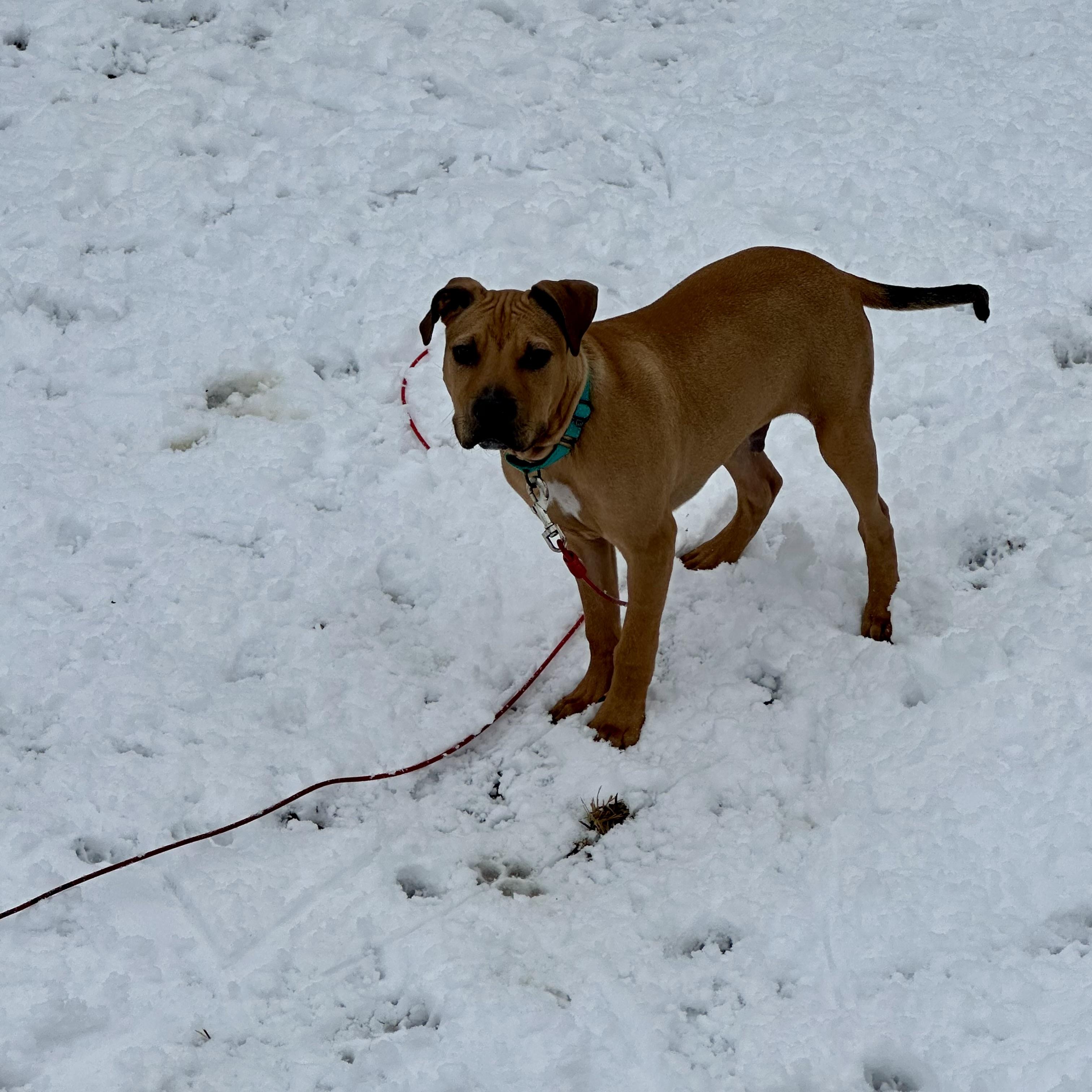 Enlarge Curry , a ADOPTABLE mixed breed in Elizabethtown, PA image 5/6