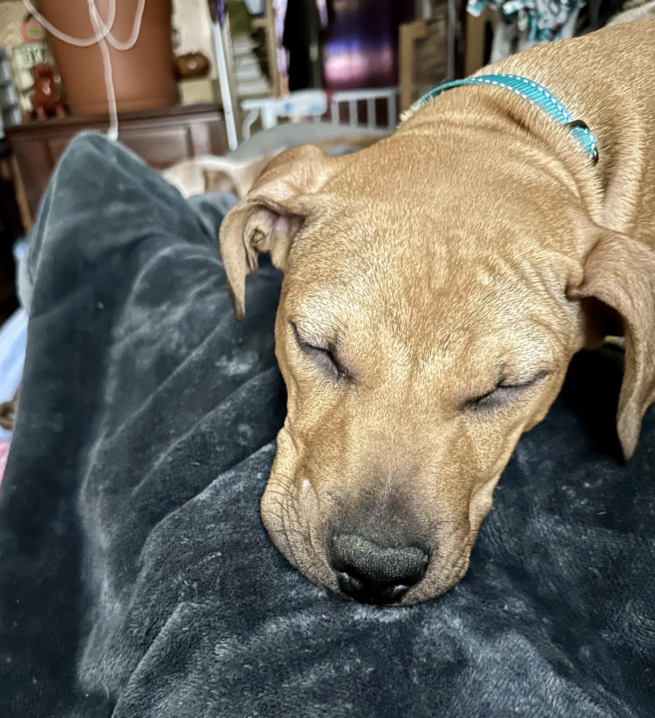 Enlarge Curry , a ADOPTABLE mixed breed in Elizabethtown, PA image 2/6