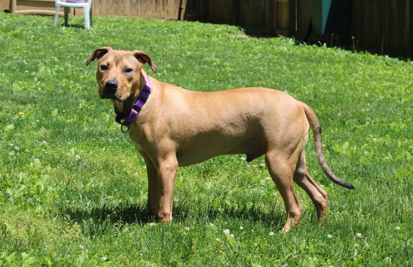 Enlarge Curry , a ADOPTABLE mixed breed in Elizabethtown, PA image 6/6