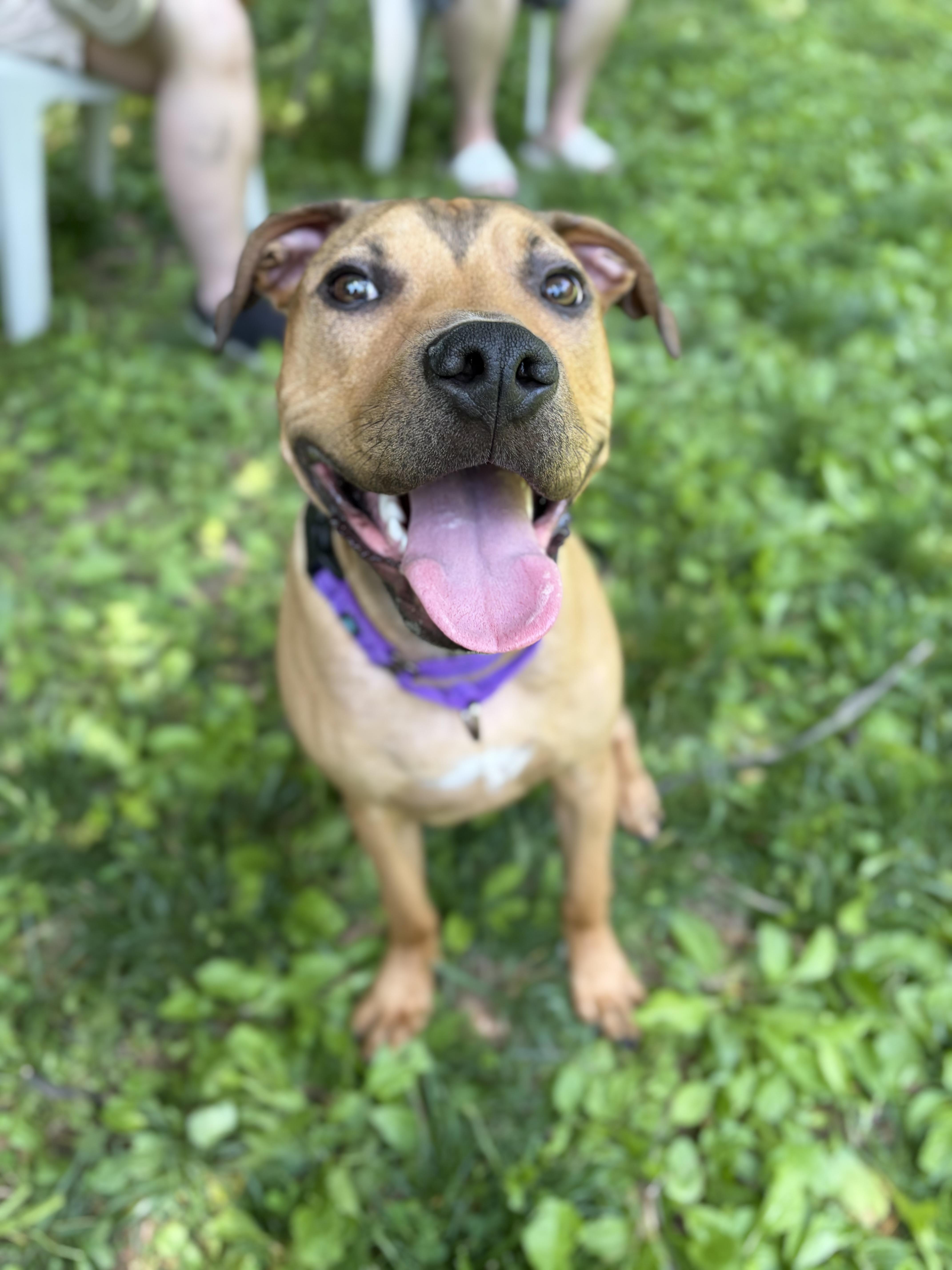 Curry , ADOPTABLE, Young Male Pit Bull Terrier.