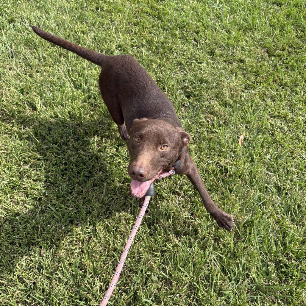 Brownie, a Adoptable mixed breed in Beaumont, TX image 1/6