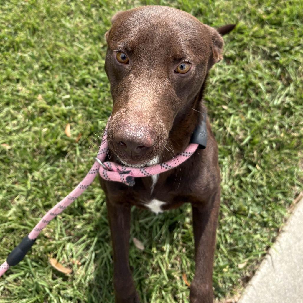 Brownie, a Adoptable mixed breed in Beaumont, TX image 2/6