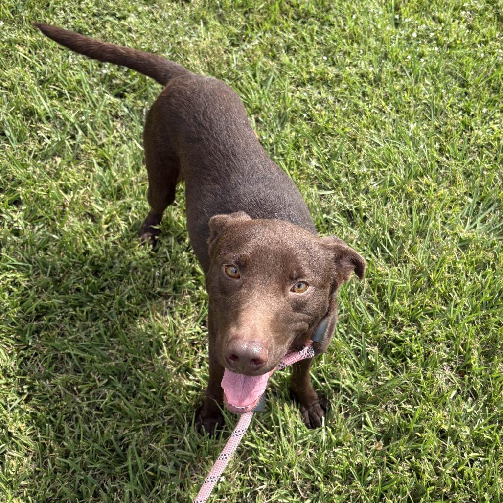 Brownie, a Adoptable mixed breed in Beaumont, TX image 3/6