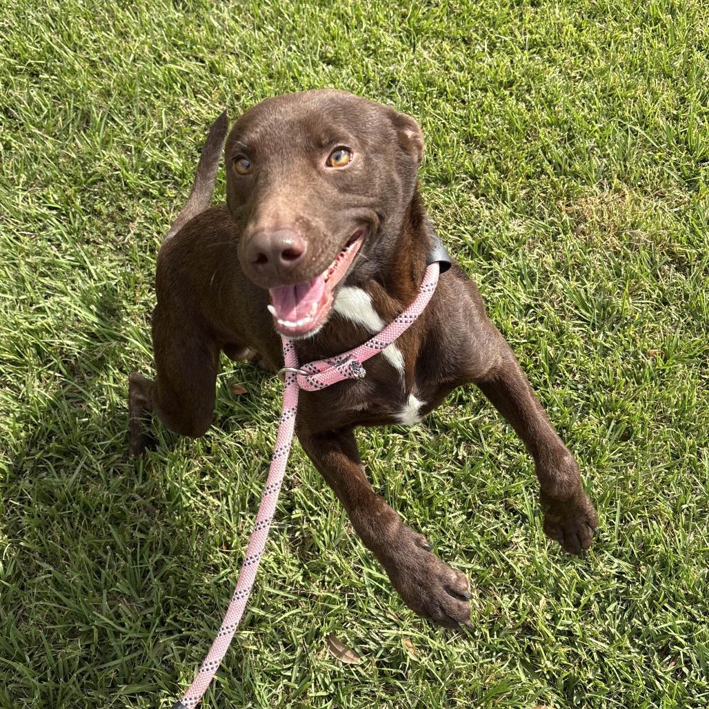 Brownie, a Adoptable mixed breed in Beaumont, TX image 4/6