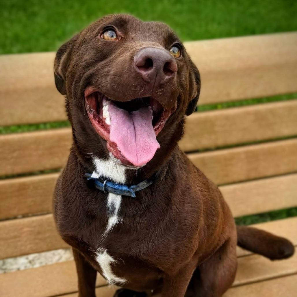 Brownie, a Adoptable mixed breed in Beaumont, TX image 5/6